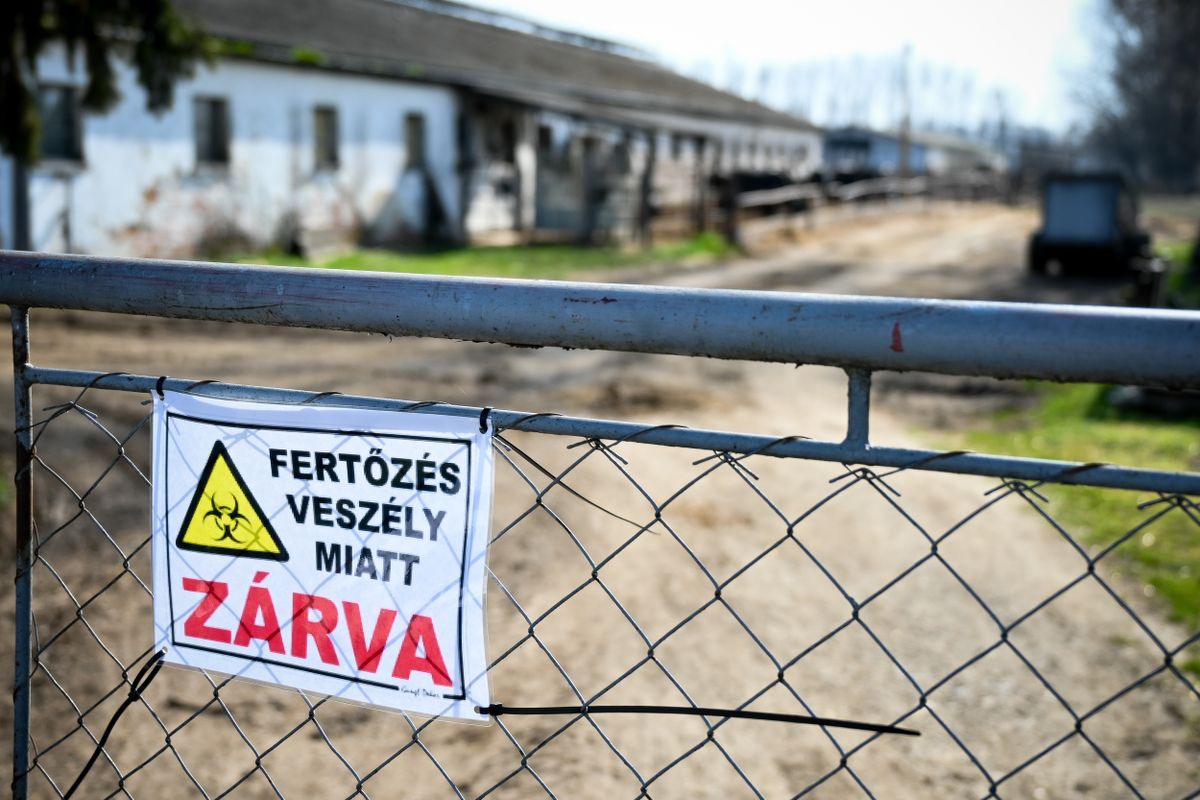 száj- és körömfájás