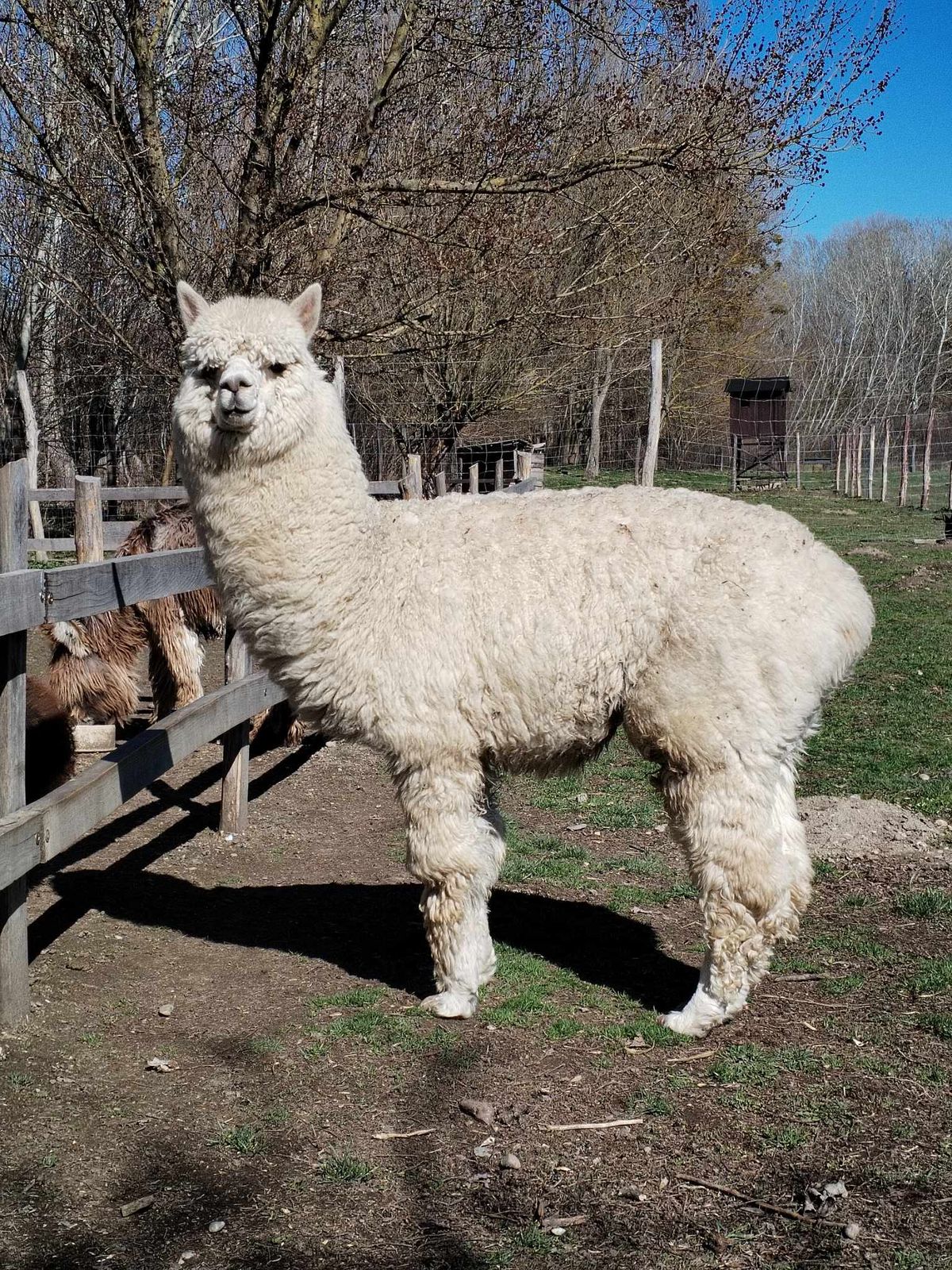 Száj- és körömfájás: a dunaremetei Dodo Vadfarm állatai biztonságáért még zárva tartanak