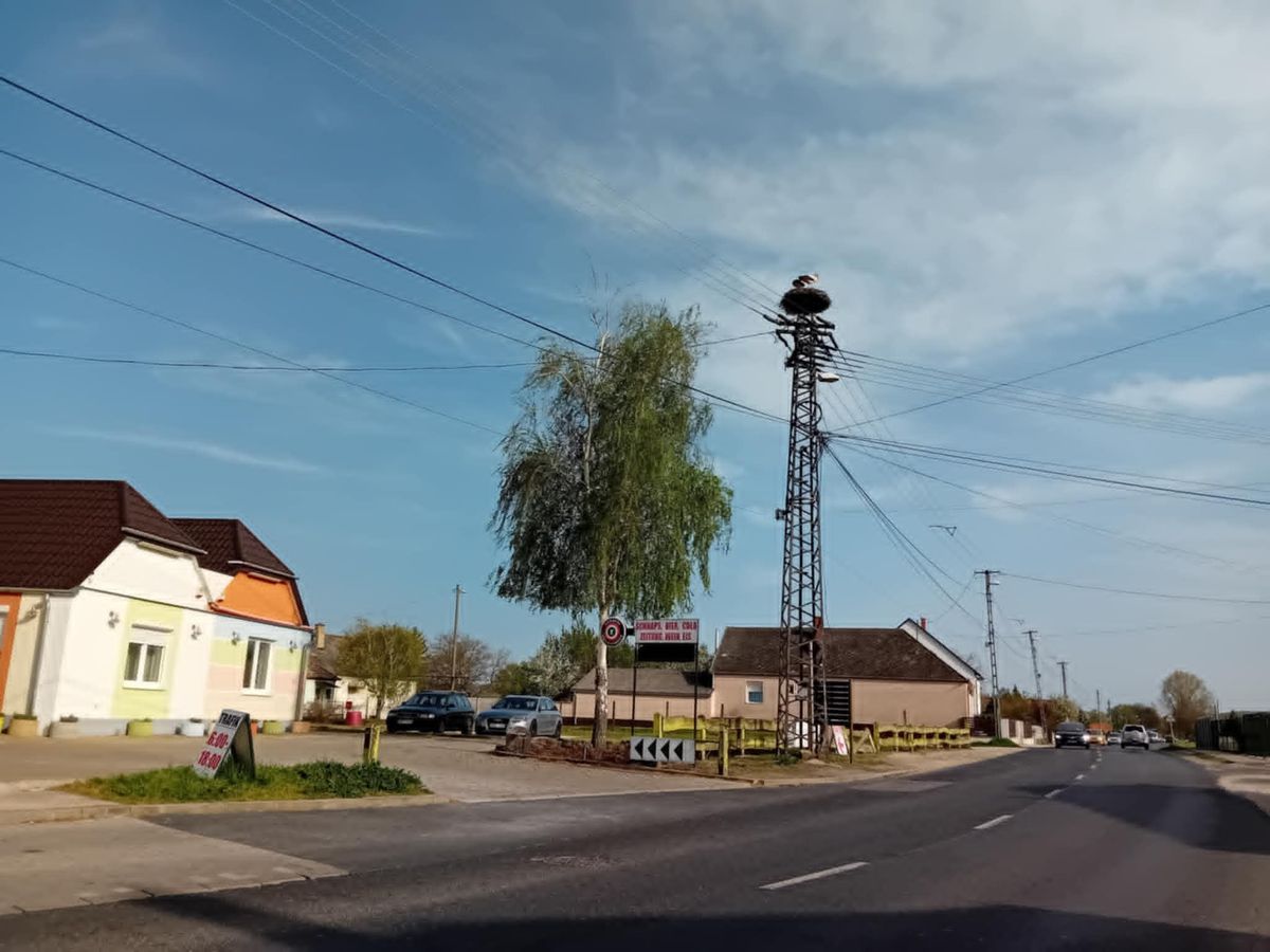 écsi gólyák, écs, gólya, magyar madártani egyesület, győrig előd