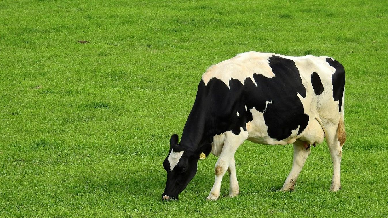 Száj- és körömfájás - Korábban érkezik a támogatás az anyatehén-tartóknak