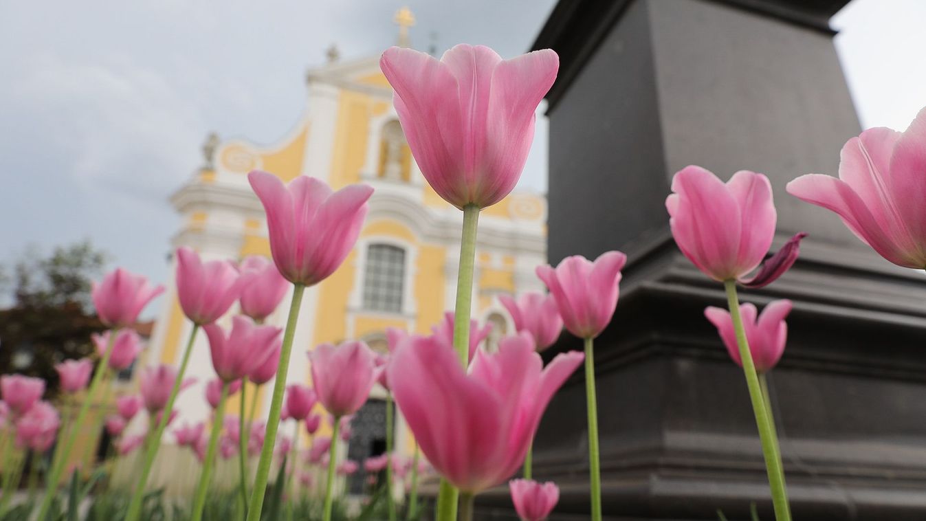 Tavaszi virágzás a győri belvárosban – sok-sok fotó