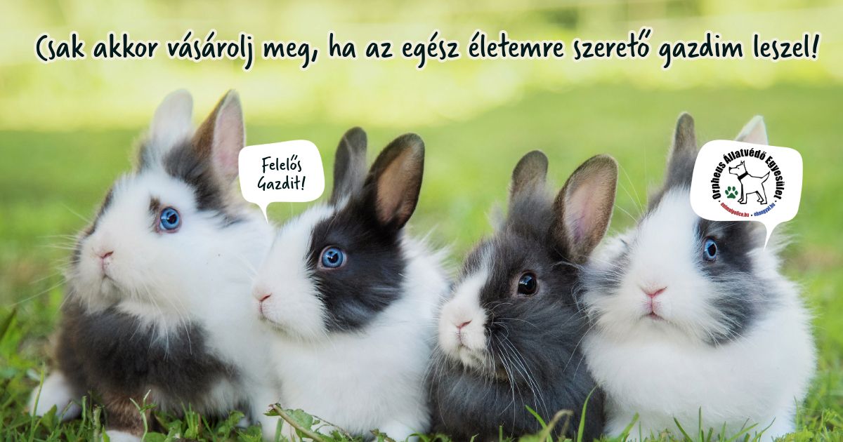 élő nyuszi