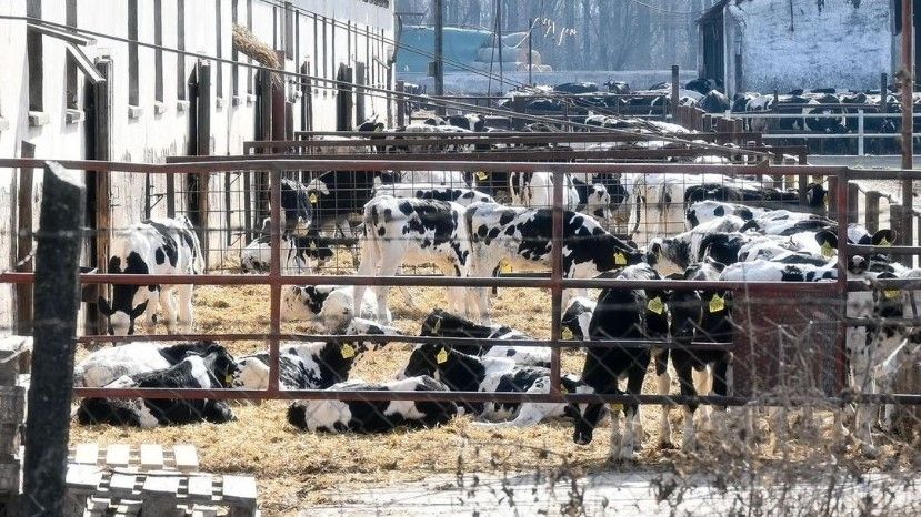száj- és körömfájás VAOL vírus járvány hatósági intézkedés