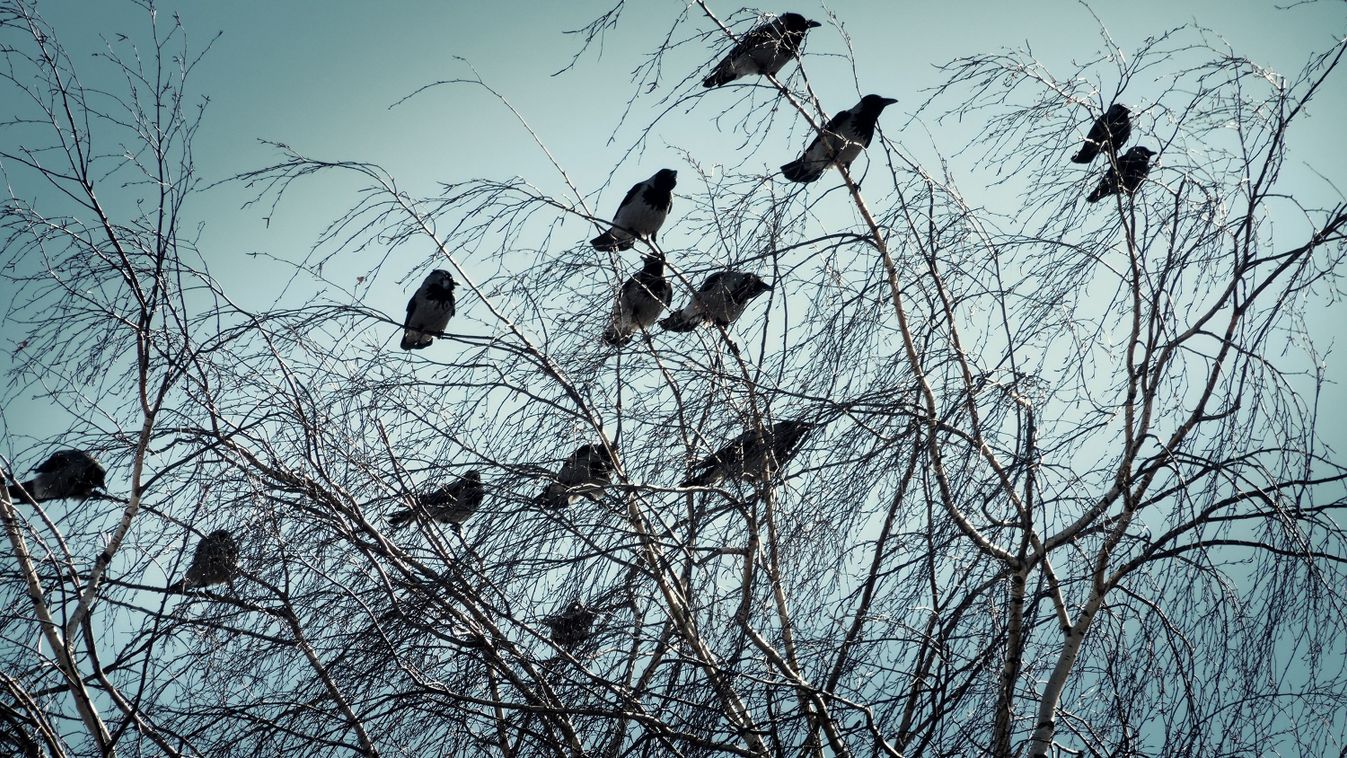 Valósággá vált Hitchcock filmje egy tatabányai lakótelepen