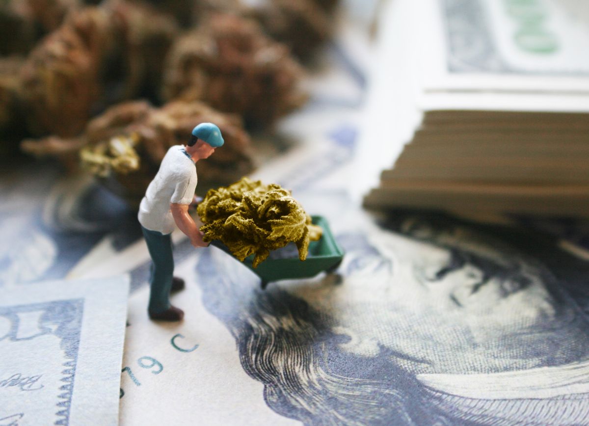 Marijuana,(,Worker,Moving,His,Golden,Nugget,),Stock,Photo