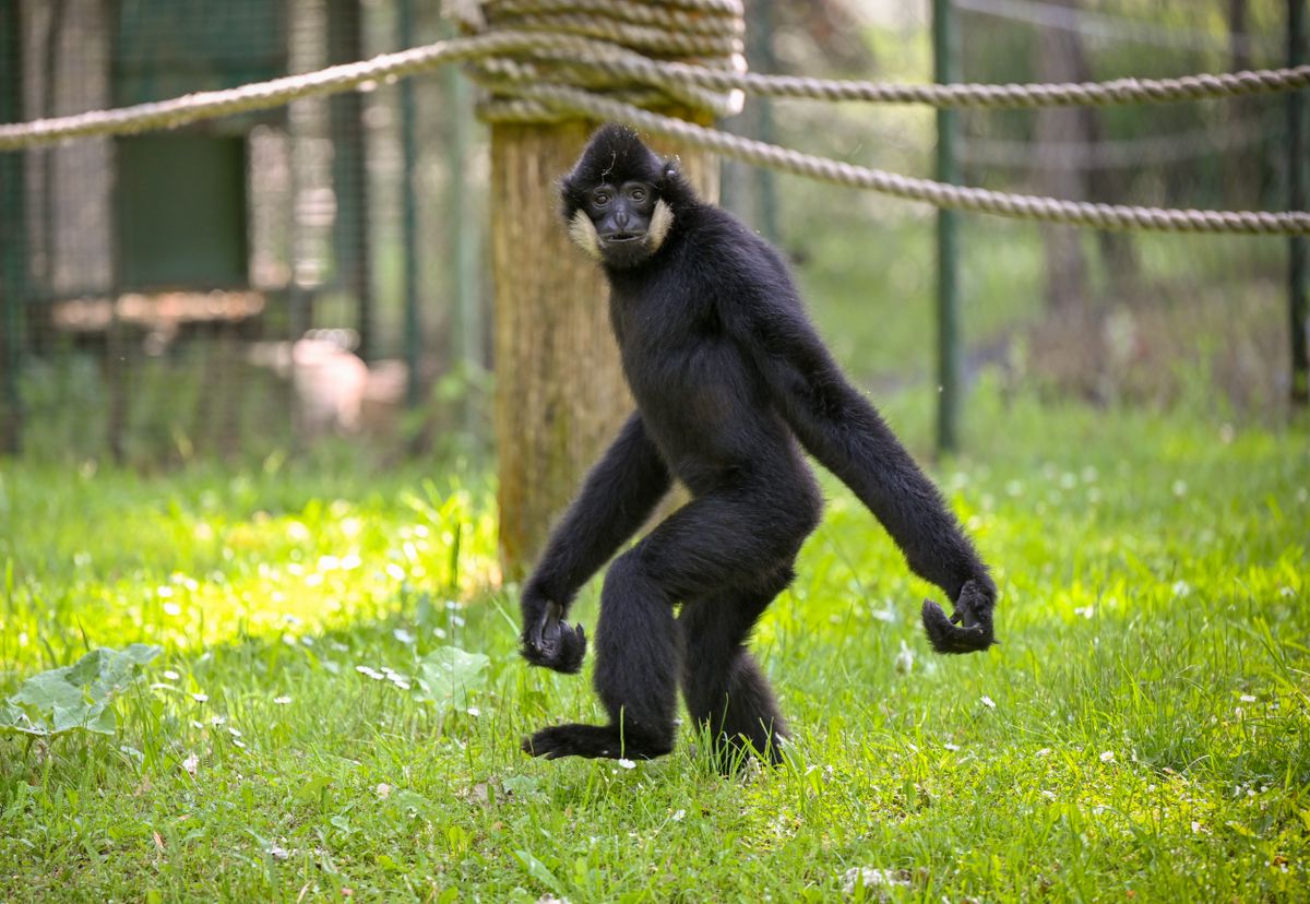 Néhány óvintézkedése még szükség van, ezért zoo csemegét most nem lehet venni.