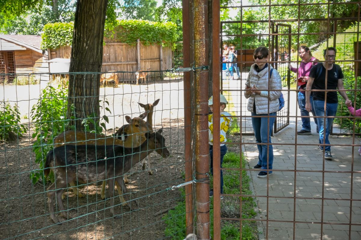 állatkert, győr, győri állatkert, gyereknap