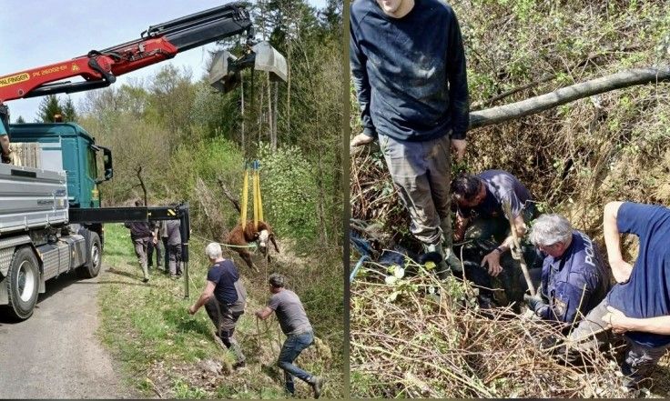 bikákat mentettek járőr szarvasmarha