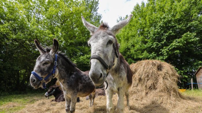 Költözik a szamárfarm - Győr-Moson-Sopronban érkeznek a csacsik