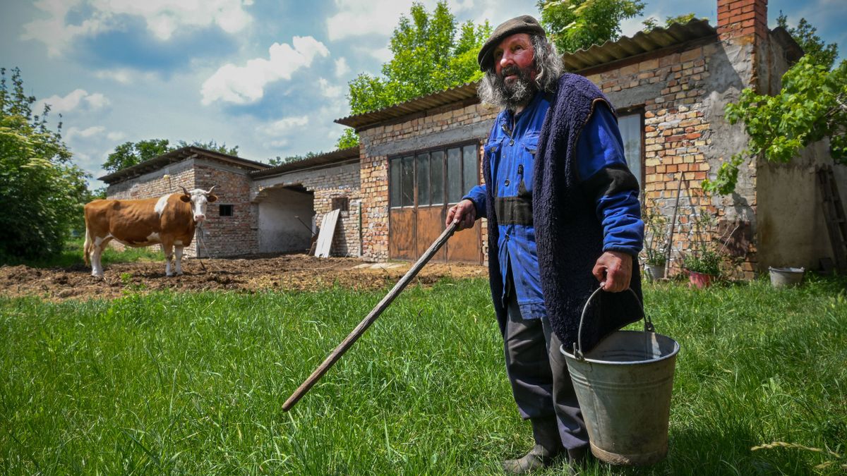 Íme, Tuttorka, a kisbajcsi csodatehén: elkerülte a halálos veszedelem
