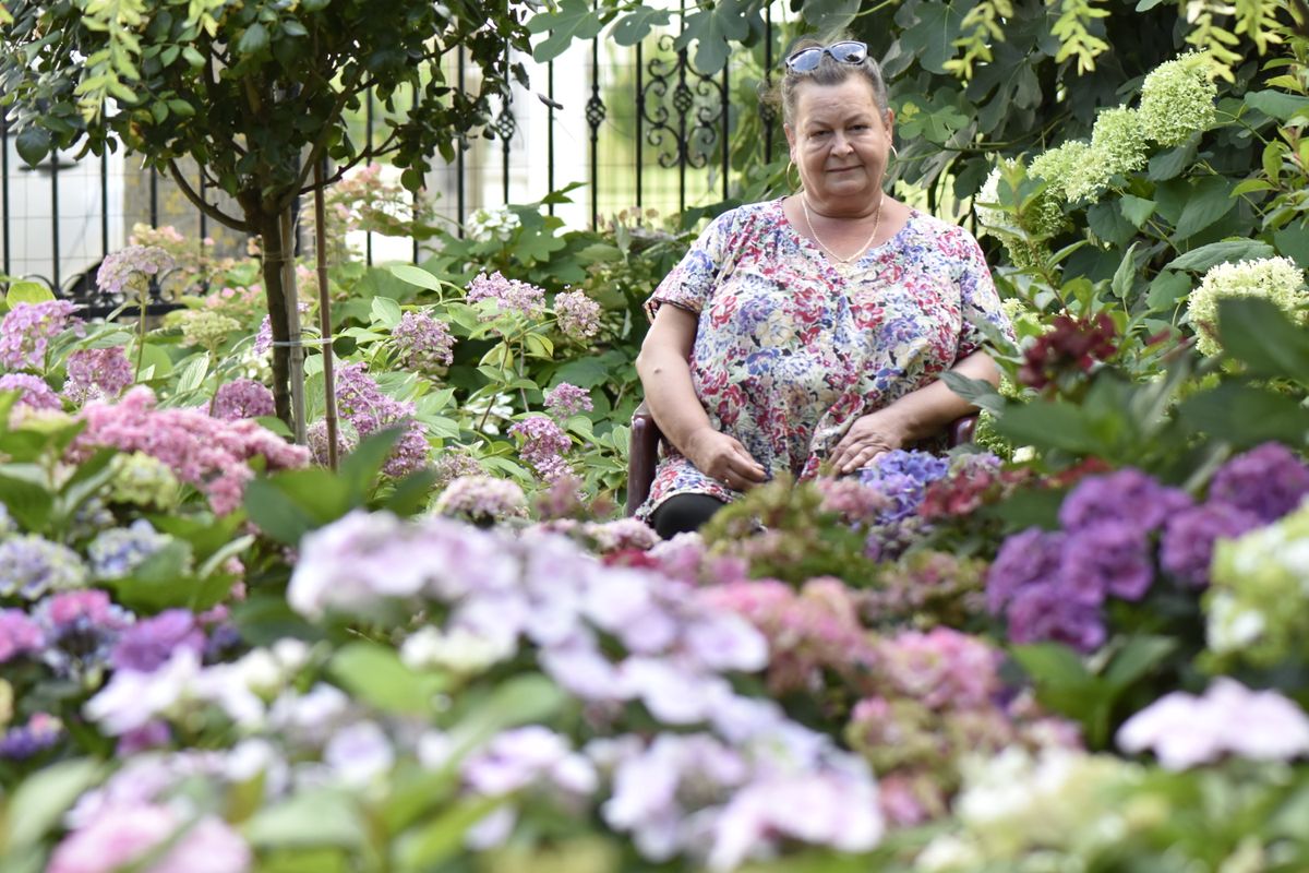 Hortenzia tenger az ásványrárói kertben: Kővári Zoltánné Rita féltve őrzi valamennyit