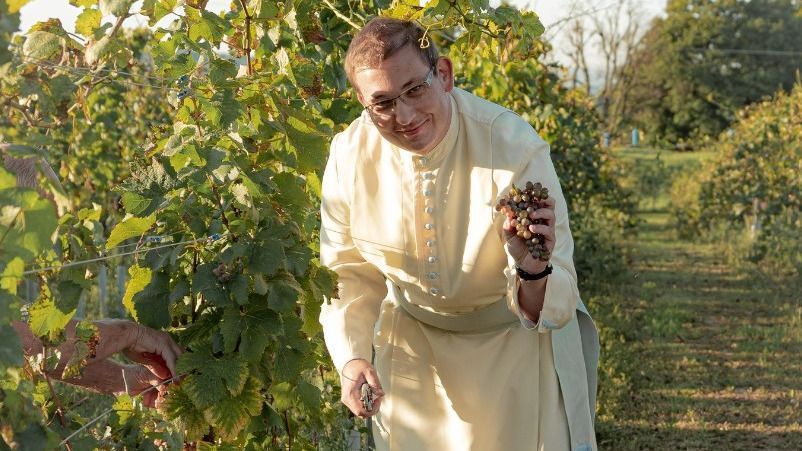 premontrei szerzetesek szüret csorna apátság bor