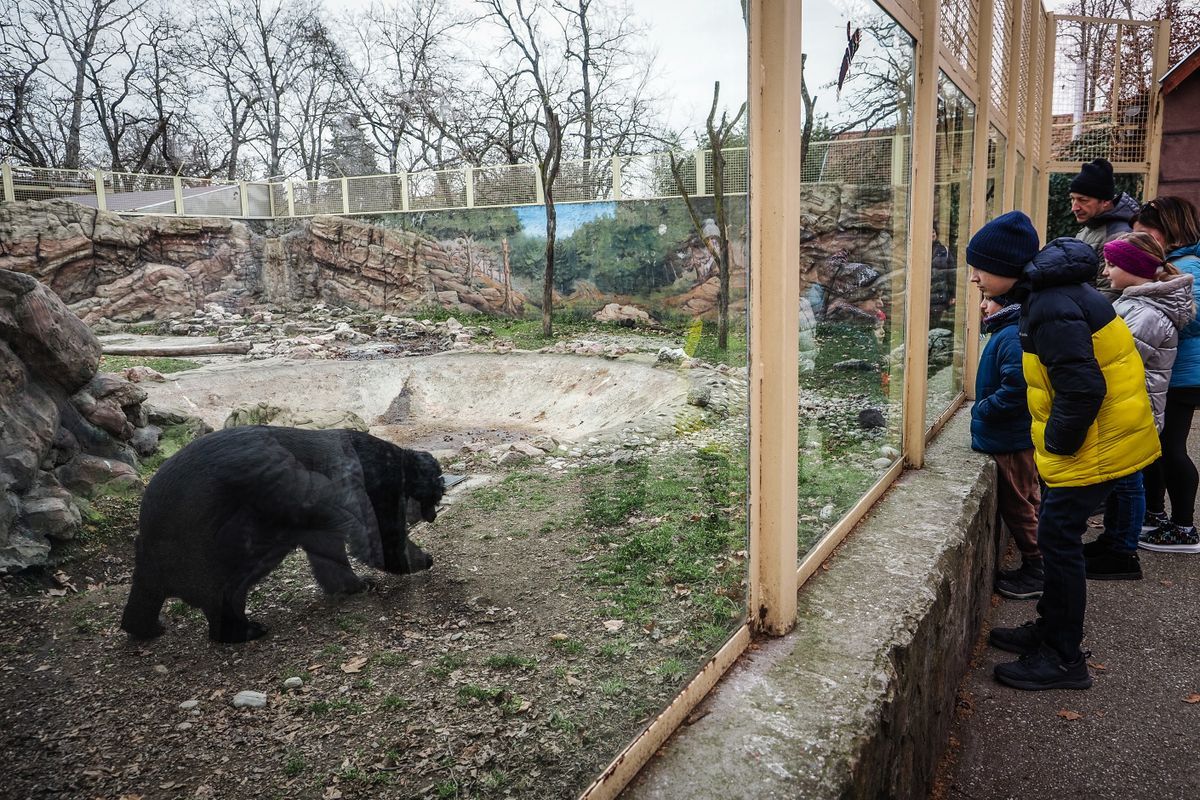 Népi időjóslás a statisztika fényében - a medve árnyéka a közeli tavaszt jelenti, de erről nincsenek megbízható adatok