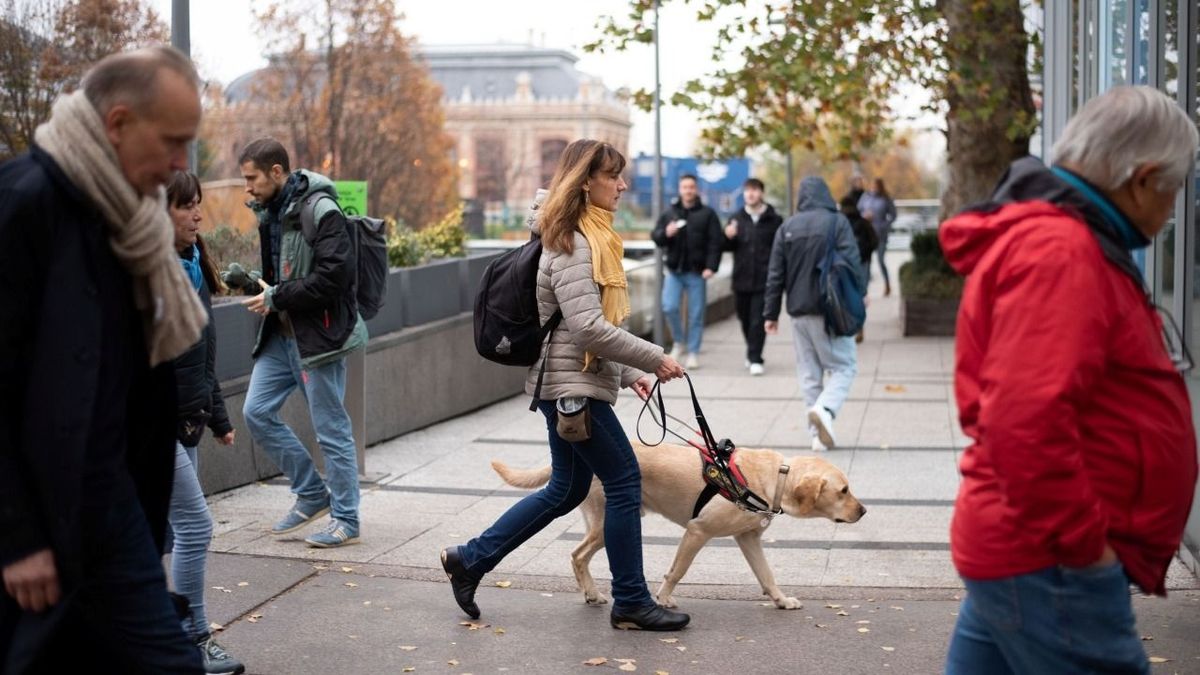 Nekik is jár a pihi - Már póráz nélkül is sétálhatnak a segítőkutyák