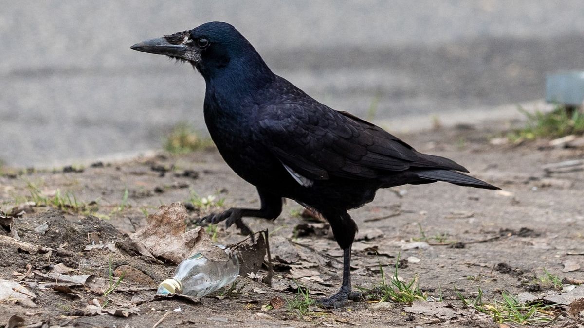 Fülsértően kárognak Győrben a varjak – Videóval