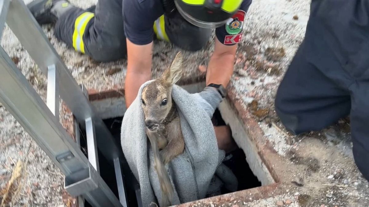 Cukiság - Bajba jutott őzgidát mentettek meg a soproni tűzoltók - fotó, videó