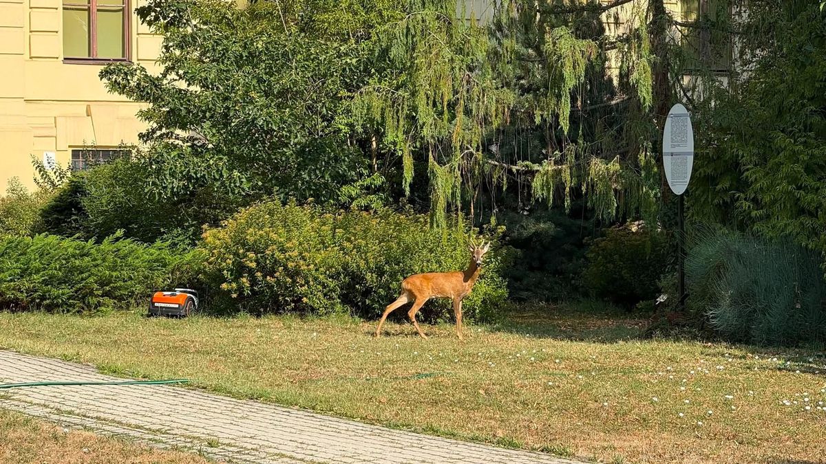 Megmutatta magát a Soproni Egyetem őzbakja - fotó