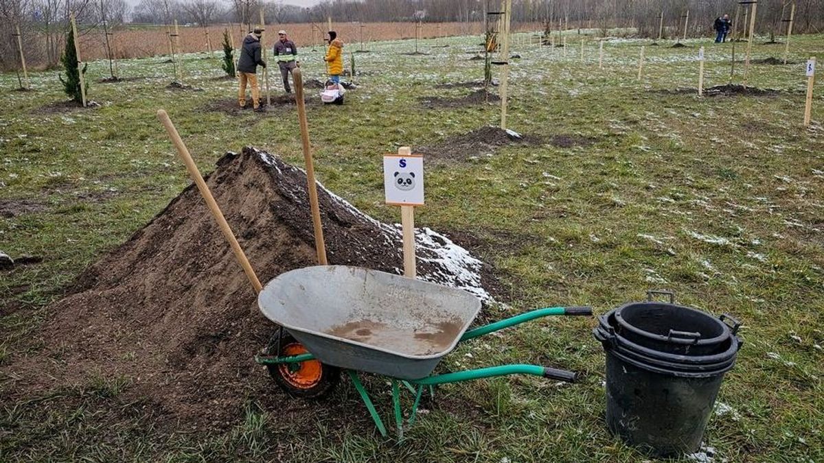 Zöldül Győr: több száz új fát ültetnek a városban