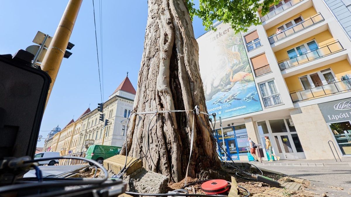 Újra felmérték a győri platánfát, nem lehet megmenteni