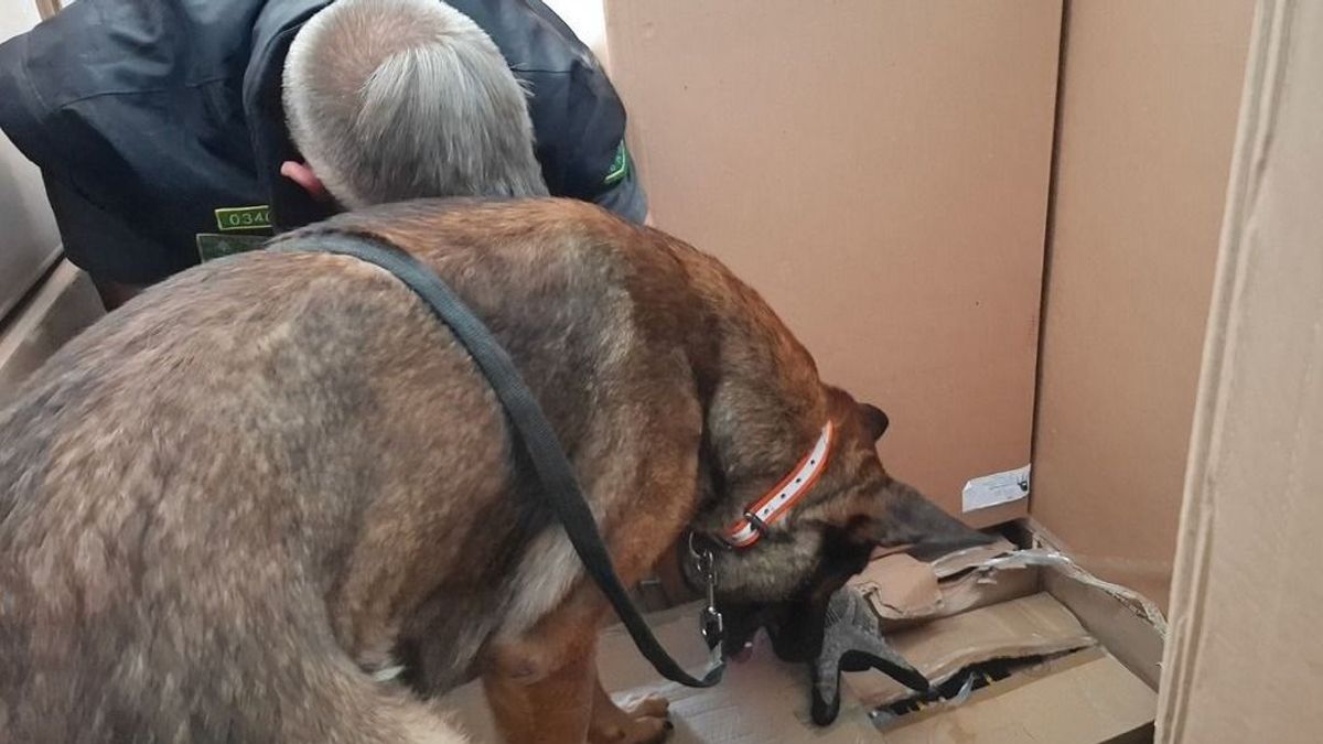 Hiába rejtette a bútorok közé, Toto egy szempillantás alatt lebuktatta a csempészt az M1-esen