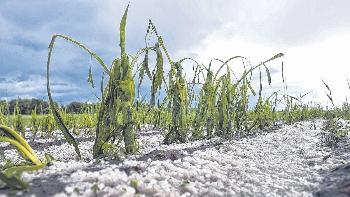 Döntsön a nép - Álláspont a jégkármérséklő rendszer felfüggesztéséről