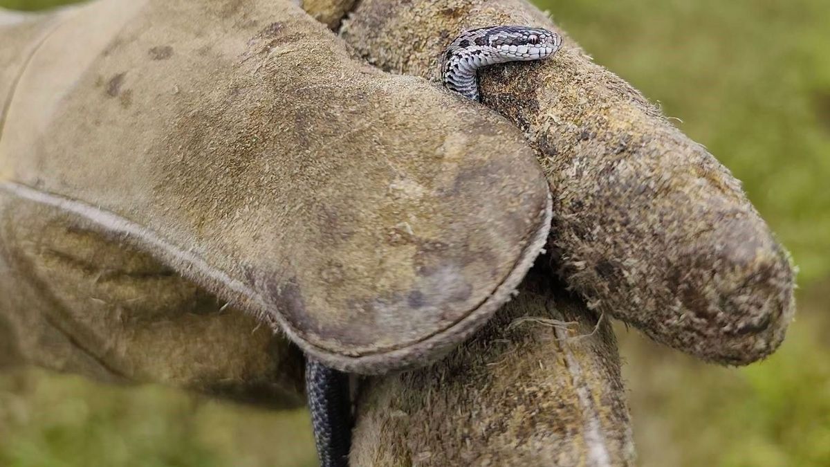 Elképesztő cukiság vagy inkább kiráz a hideg? - Rákosi vipera baba született a Hanságban