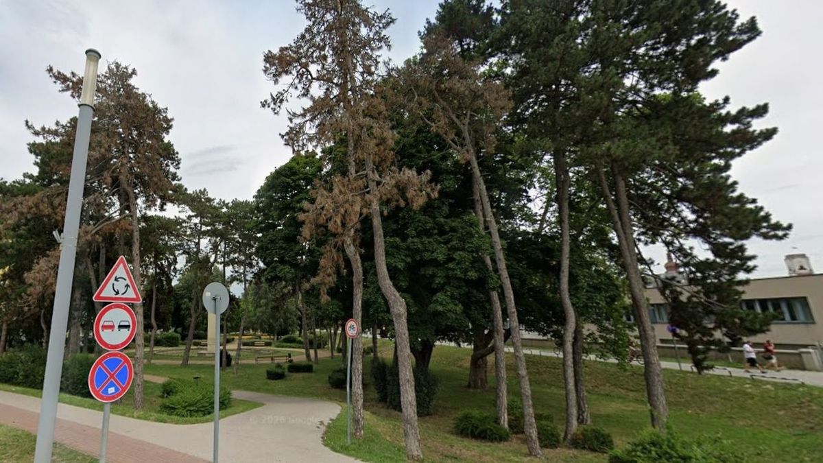 Öt fenyőfát vágnak ki a győri téren