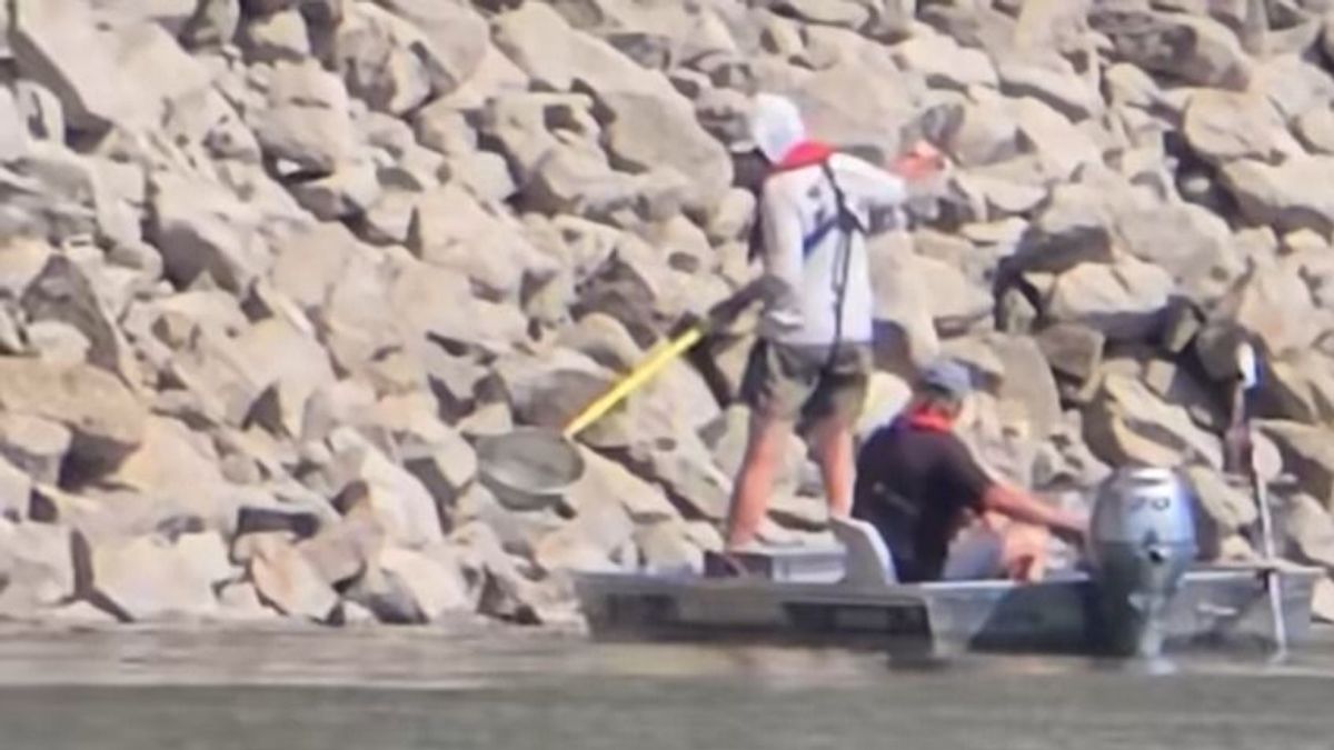 Elektromos halászgéppel gyűjtötték a halakat a Duna győri szakaszán – videó