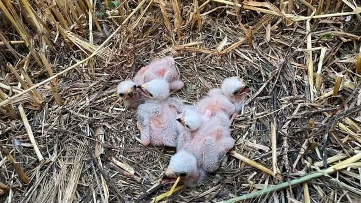Minden fészekalj számít - ritka hamvas rétihéjákat mentettek Páli közelében