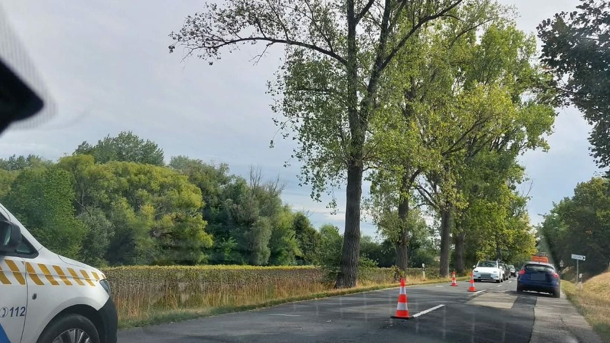 Vadat gázolt egy autó a 82-es főúton, Ravazd és Bakonypéterd között - fotók