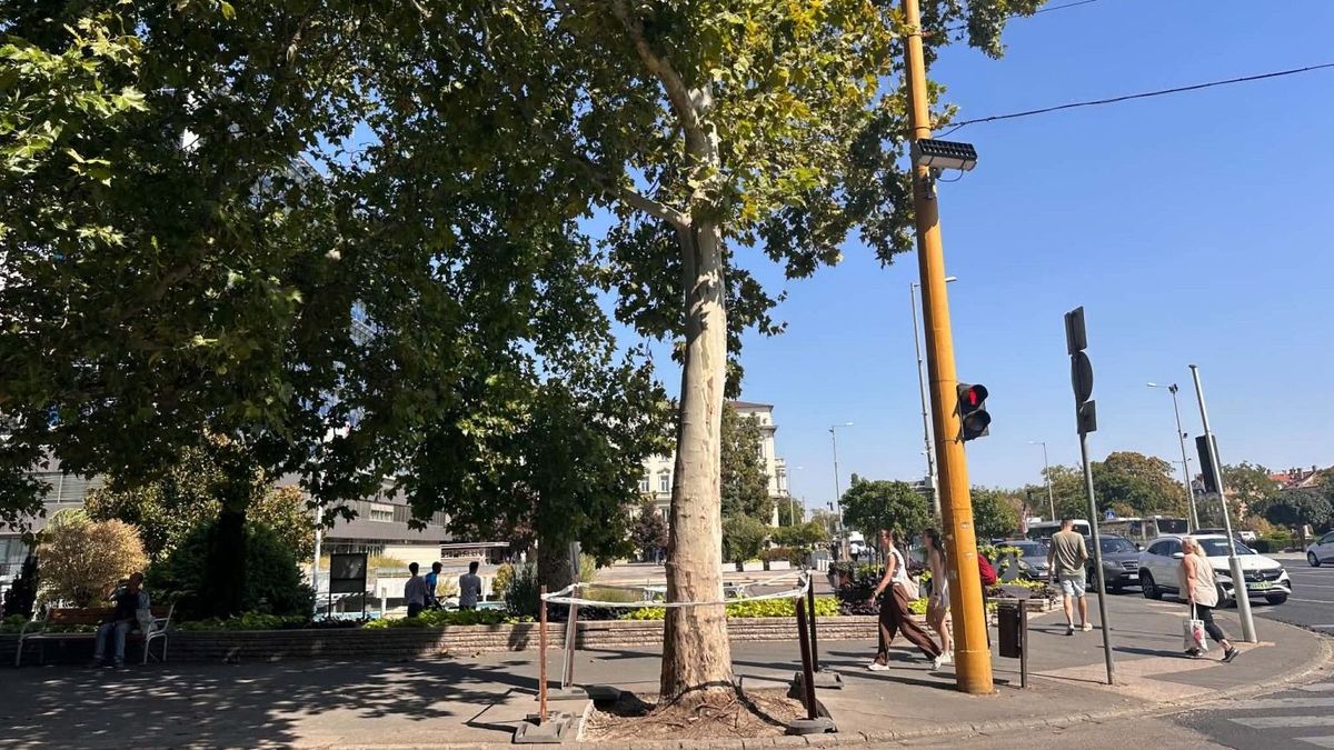 Kivágják az ikonikus belvárosi platánt Győrben, romlott az állapota, balesetveszélyt jelent