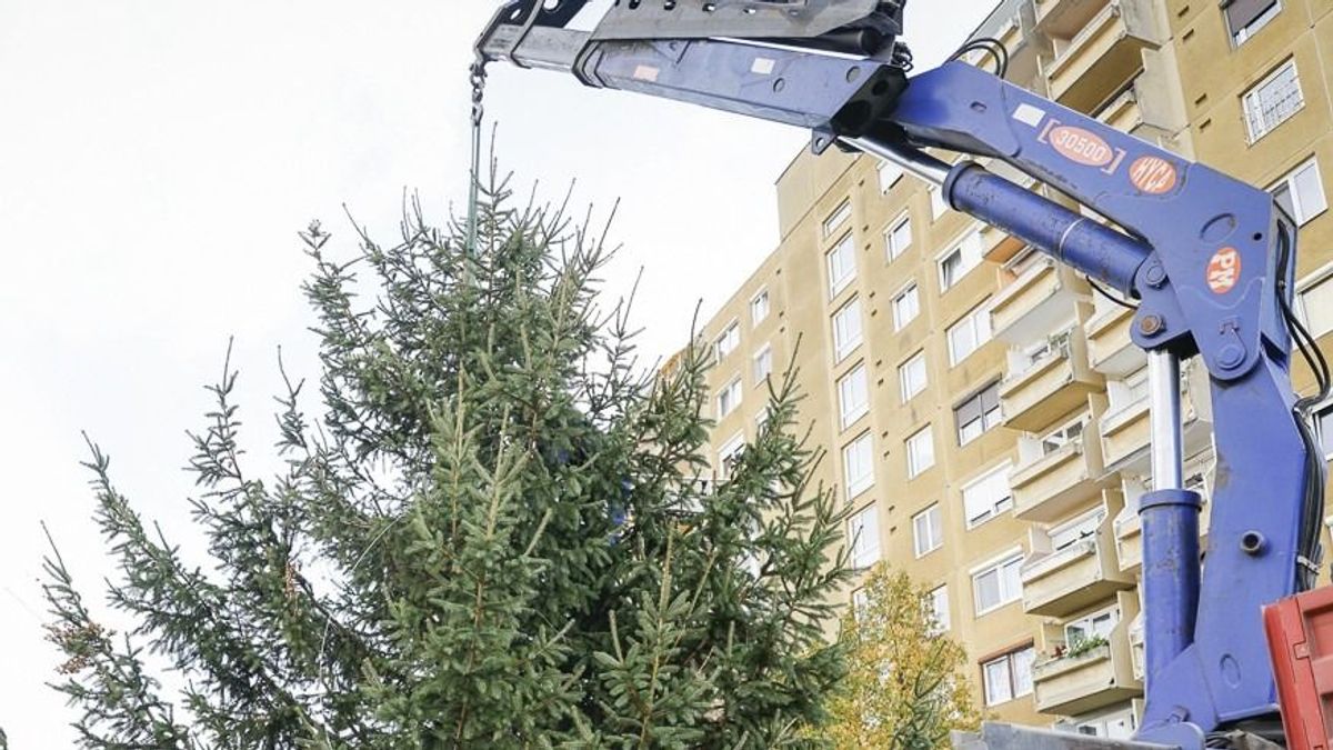 Kánikulából a decemberi ünnepekbe: Győrben már keresik a városrészek legszebb karácsonyfáit
