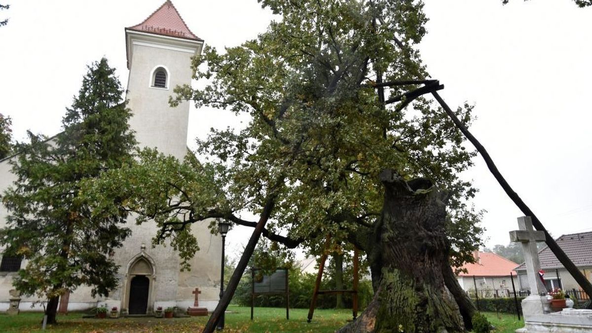 Ahol a fák történeteket őriznek – Győr-Moson-Sopron különleges természeti kincsei