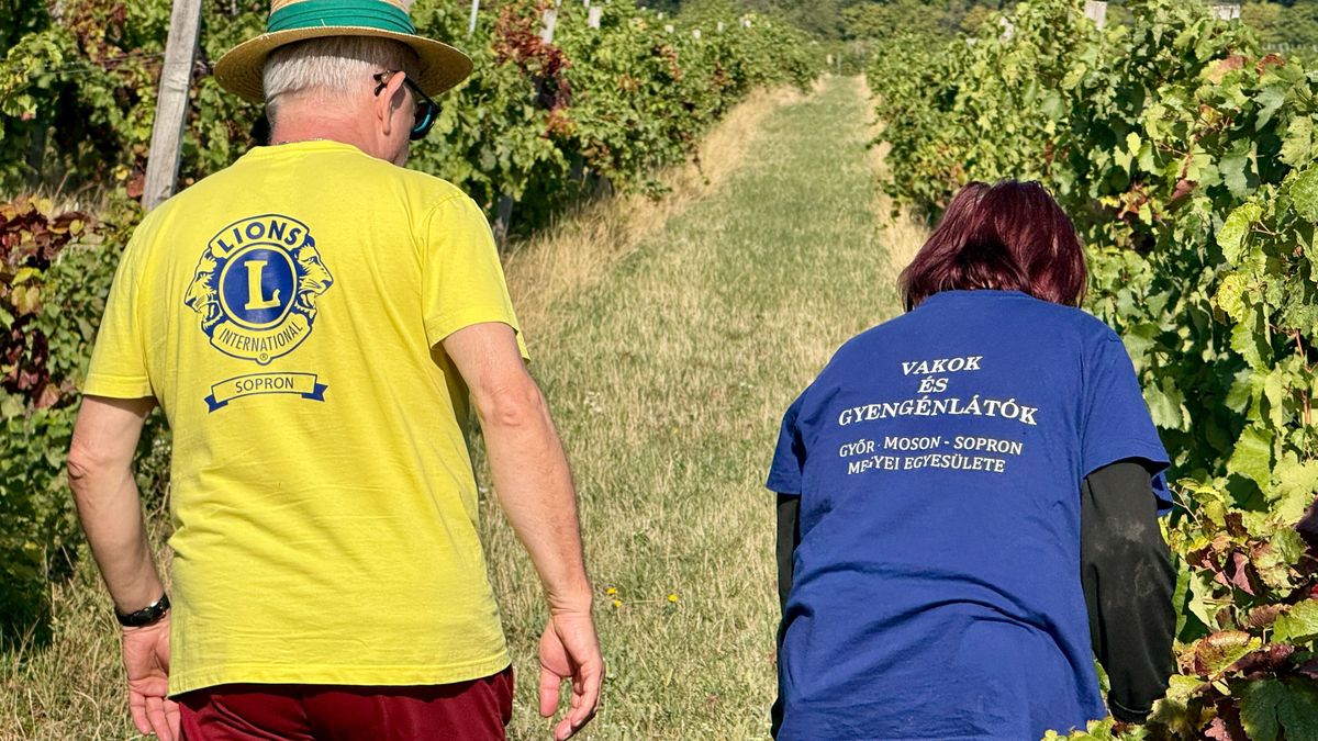 Vakok és gyengénlátók szüreteltek a Soproni Borvidéken - fotók