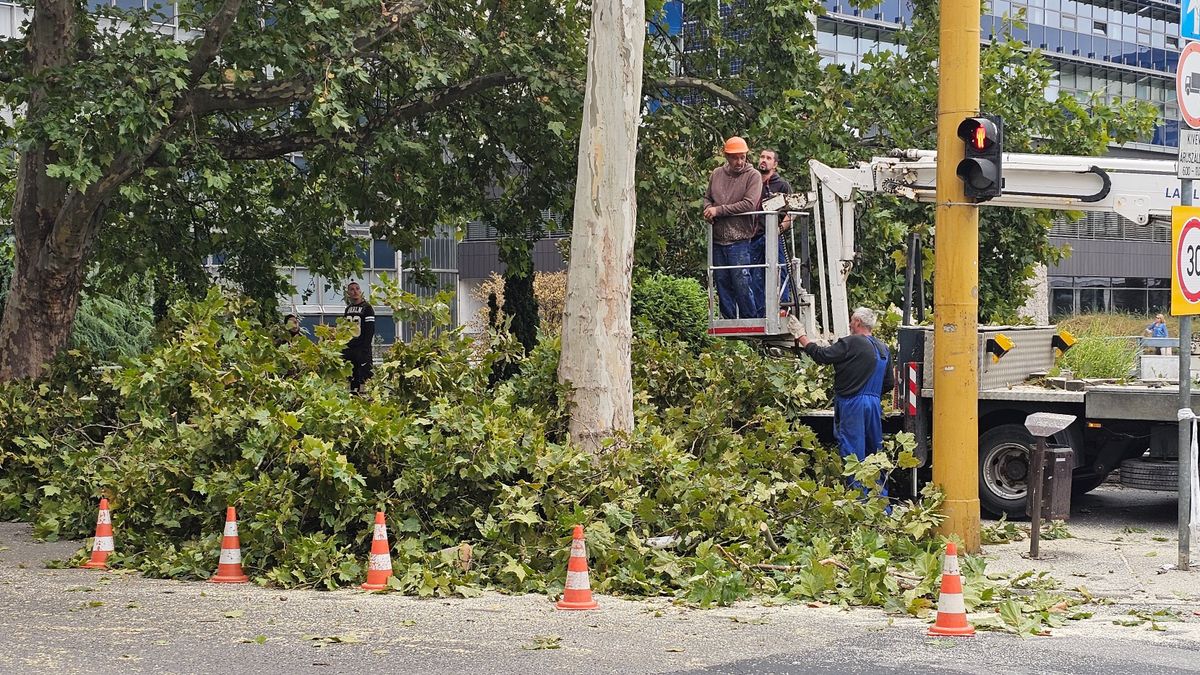 Búcsúzik a belvárosi platán: már vágják a balesetveszélyes fát Győrben - fotók, videó