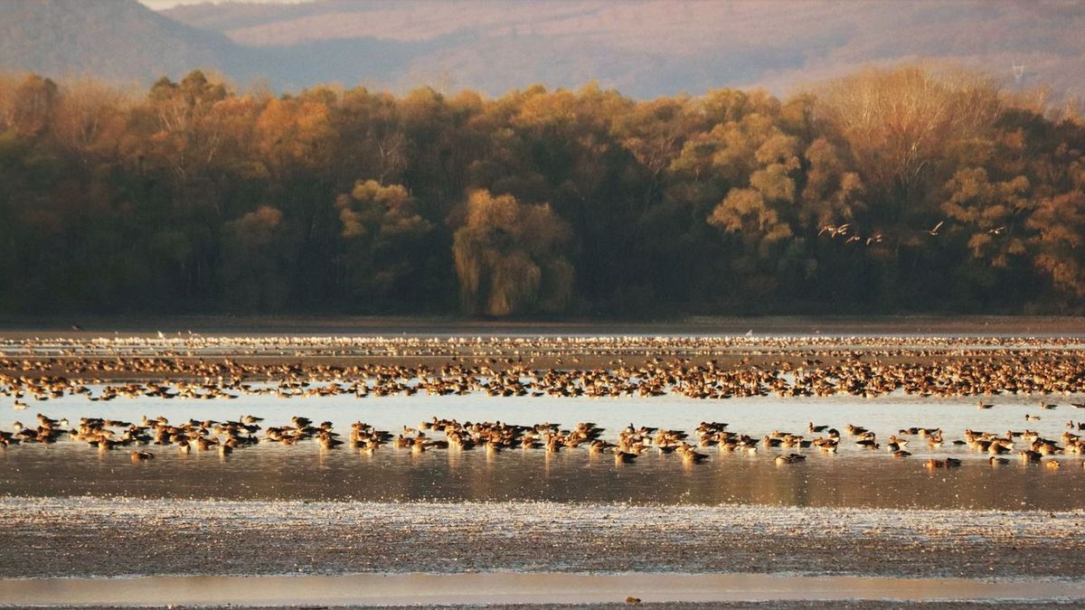 Megérkeztek az égi vándorok vízeinkre