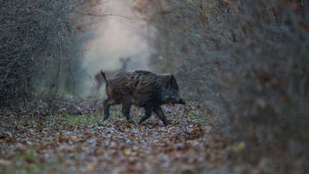 Figyelem, erdőlátogatási korlátozás lesz Sopron környékén - mutatjuk, mikor, hol