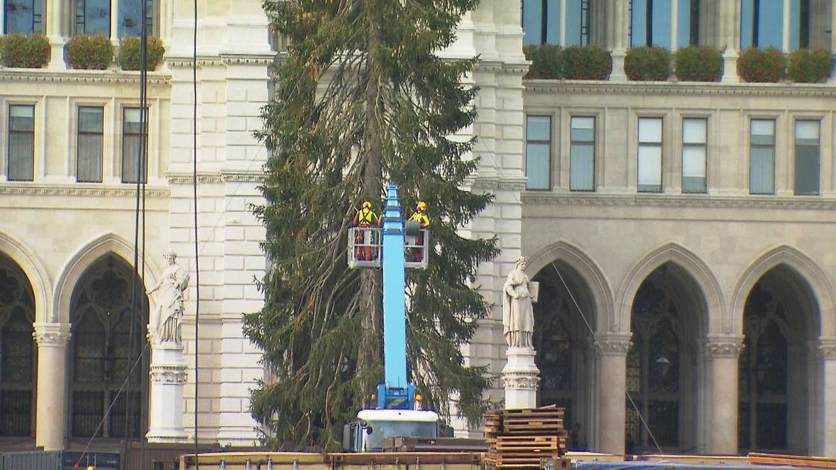 Már áll Bécs óriási karácsonyfája: több mint 200 éves fenyő díszíti idén a Városháza teret