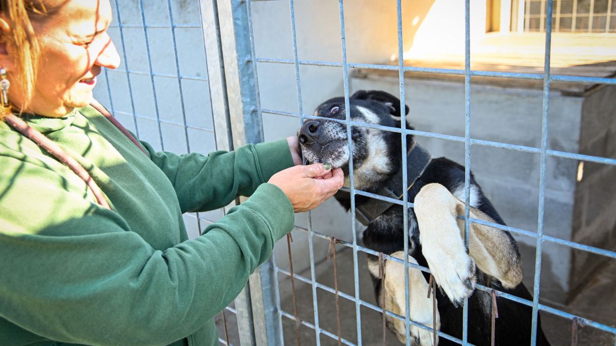 Győri gyepmesteri telep: Tíz kutyából hét chip nélkül érkezik