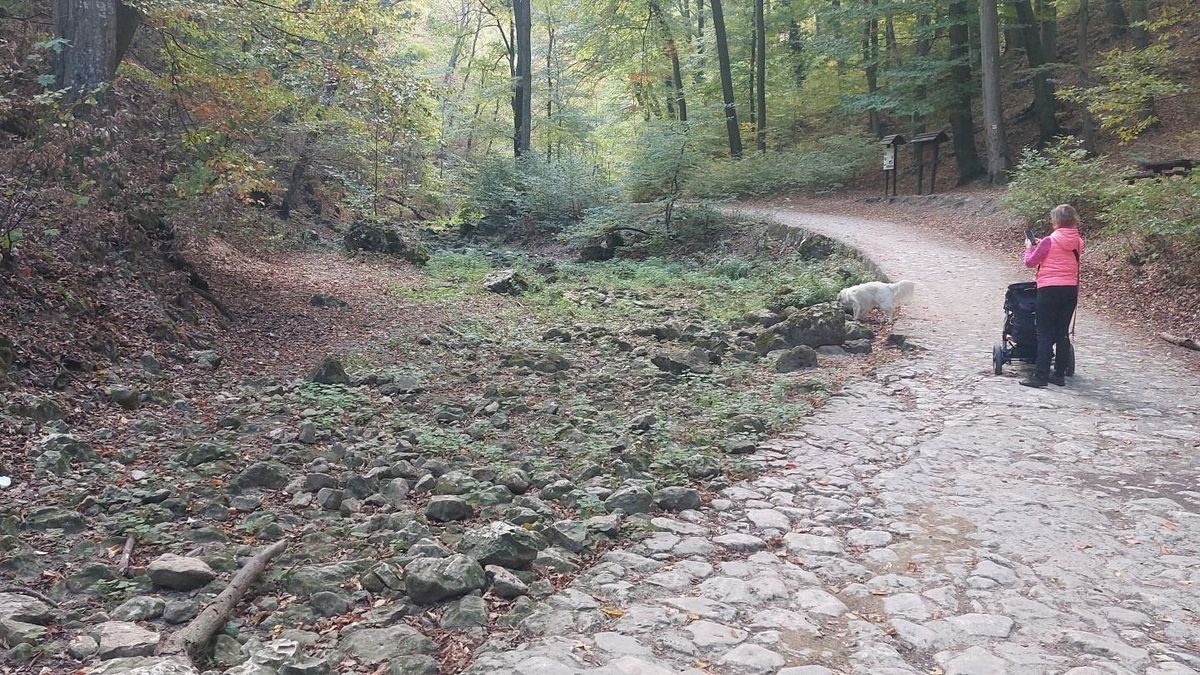Szomorú valóság a Bakonyban - Semmi víz nem maradt a Cuha-völgyben - fotók